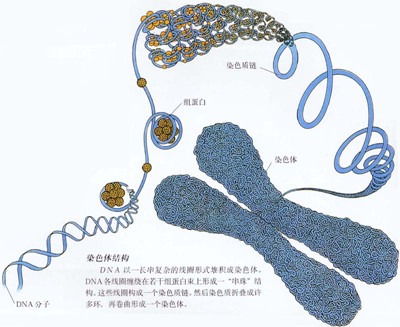 精子DNA检测意义