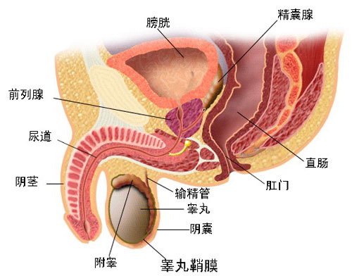 膀胱炎