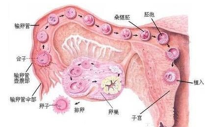 <em>卵巢</em>炎_<em>卵巢</em>性不孕_四川省生殖健康研究中心