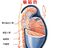 精道梗阻与不孕不育有什么关系