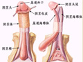 外生殖器异常症的表现症状有哪些？