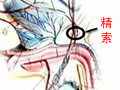 精索静脉曲张的表现症状是什么？