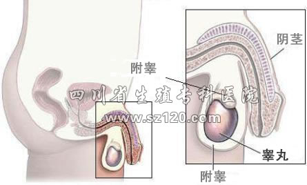 睾丸疼痛怎么回事