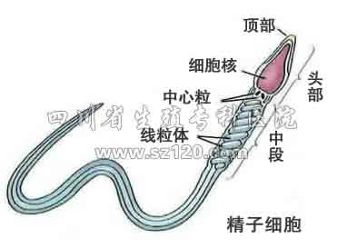精子活力低下怎么办
