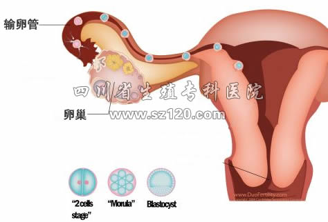 输卵管堵塞还能正常排卵吗